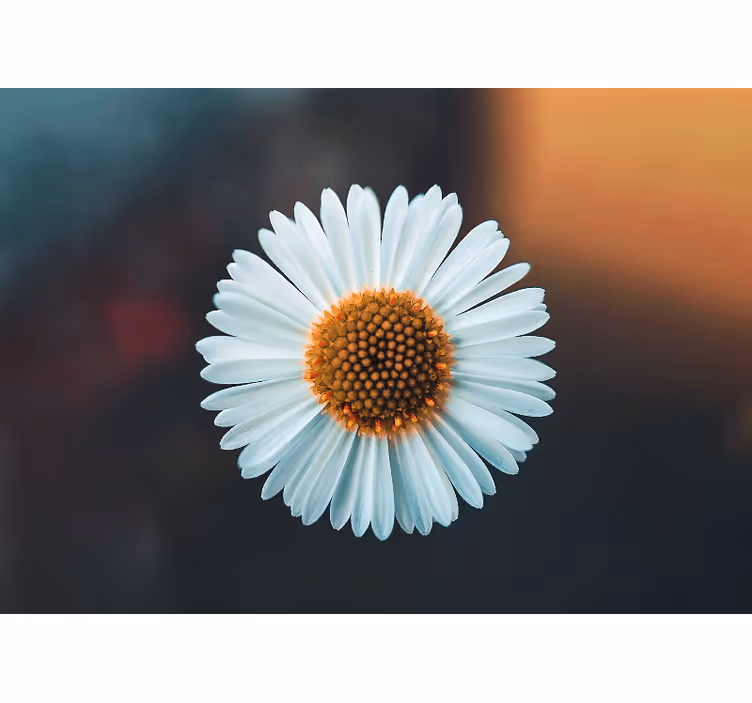 Fototapete blumen gänseblümchen design - TenStickers