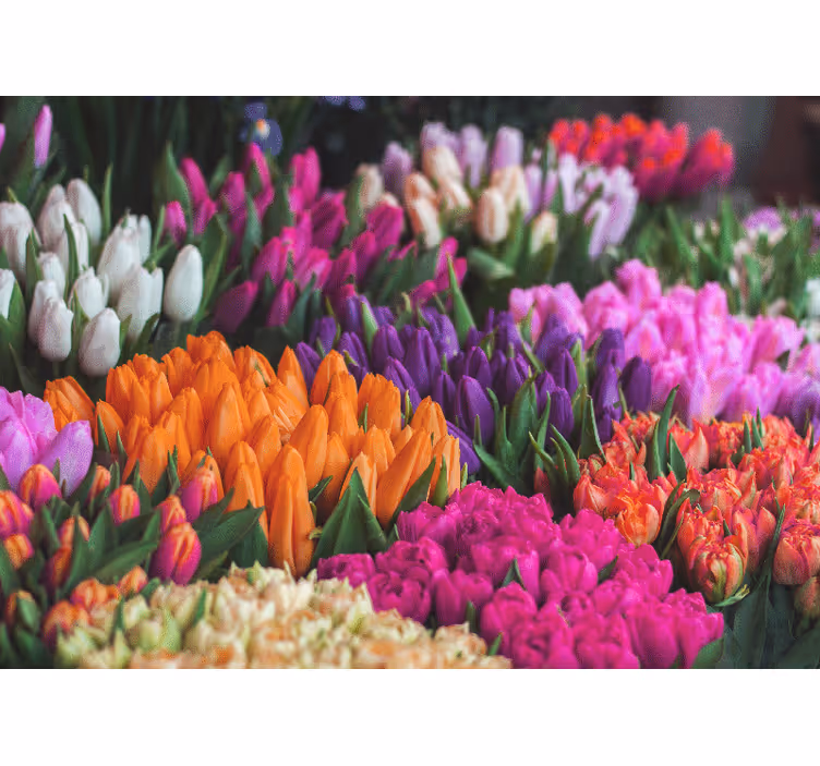 Fototapete blumen tulpen gartenansicht - TenStickers