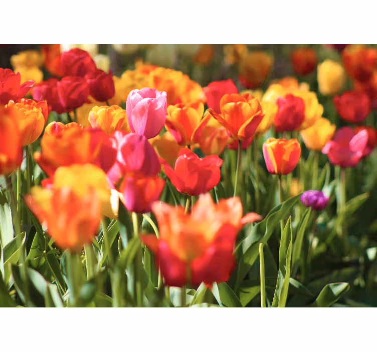 Fototapete blumen feld voller lebendiger tulpen - TenStickers