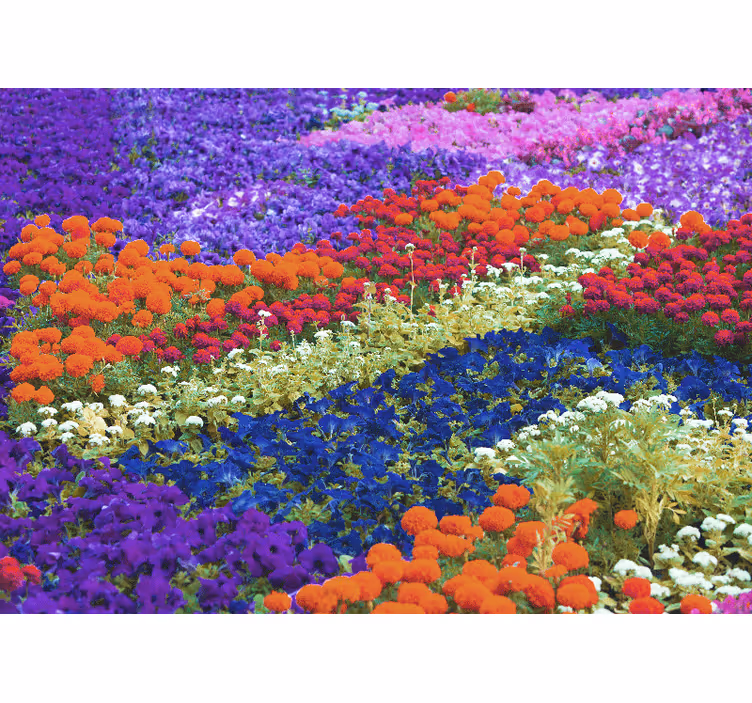 Fototapete Blumen buntes feld - TenStickers