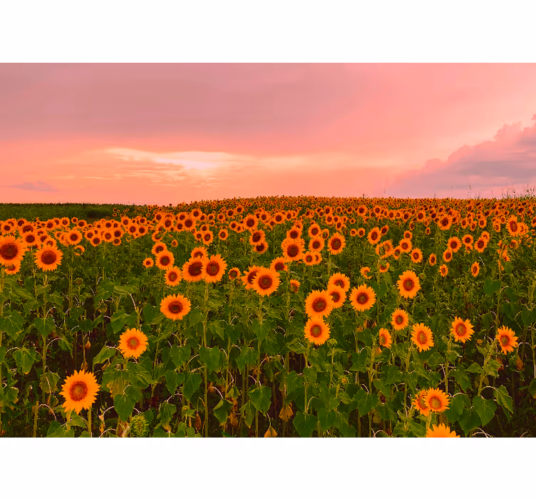Fototapete blumen sonnenblumenfeld lebhaft - TenStickers
