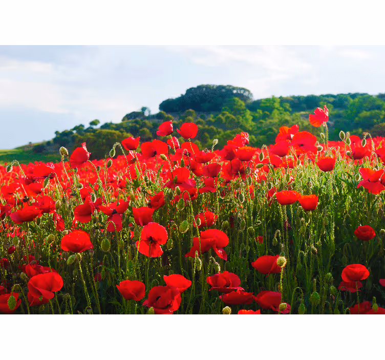 Fototapete mohnblumen rotes mohnfeld - TenStickers