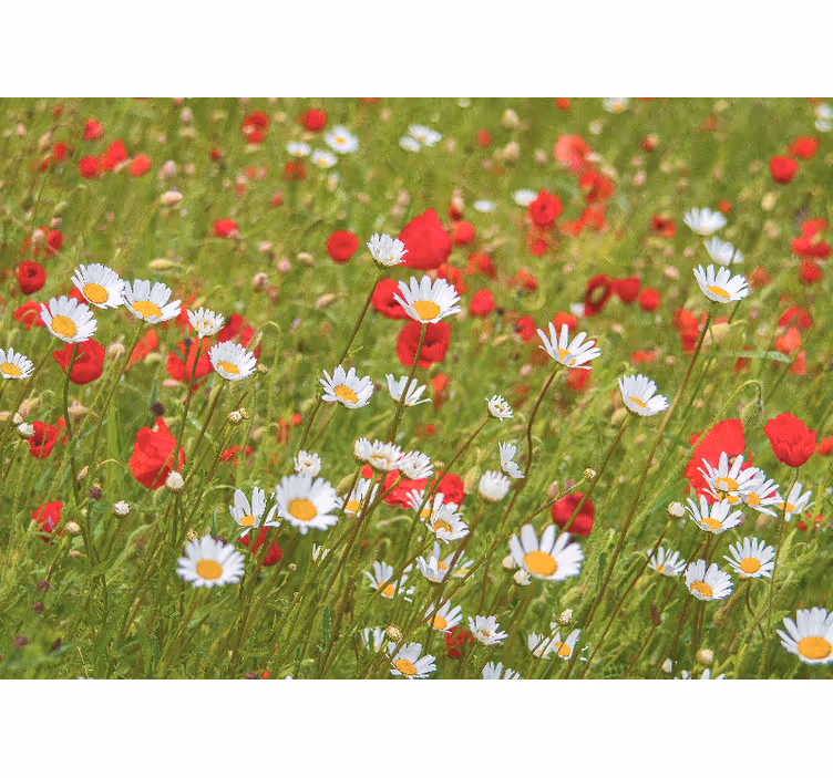 Fototapete blumen lebhaftes blumenfeld - TenStickers