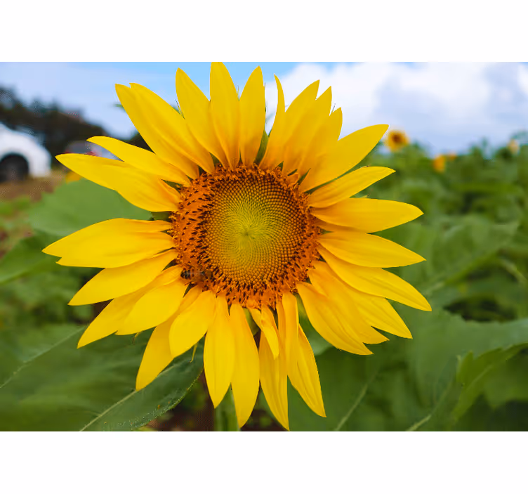 Fototapete blumen sonnenblumenblüte schönheit - TenStickers