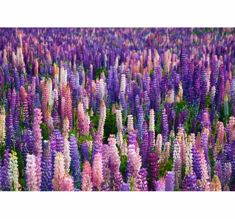 Fototapete blumen üppige lila blüten - TenStickers