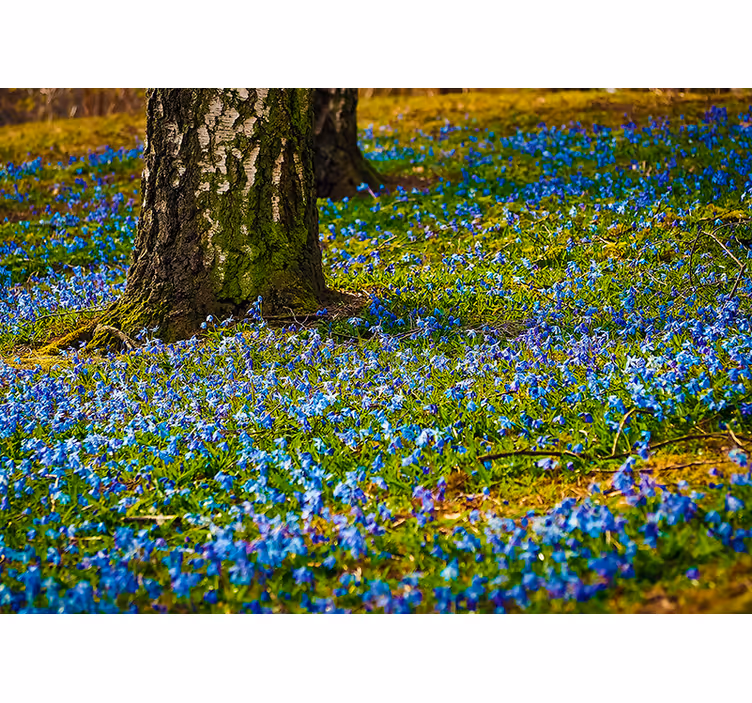 Fototapete blumen blütenmeer mit glockenblumen - TenStickers