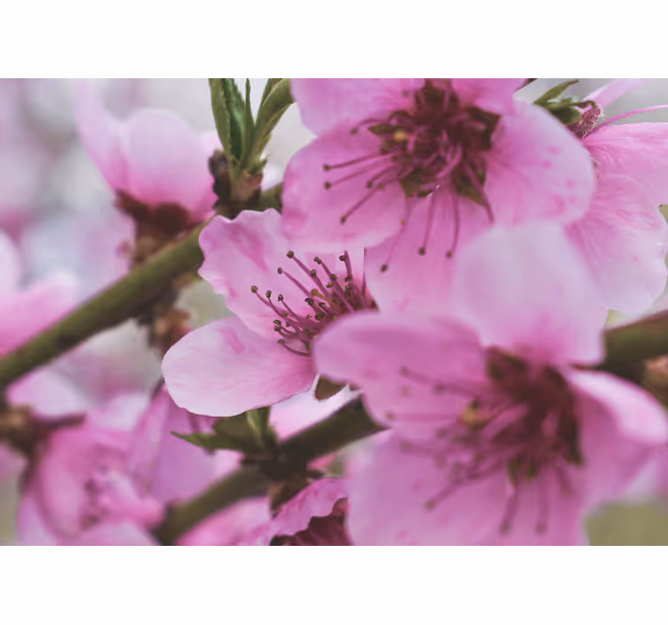 Fototapete mohnblumen strahlende pinke blumen - TenStickers