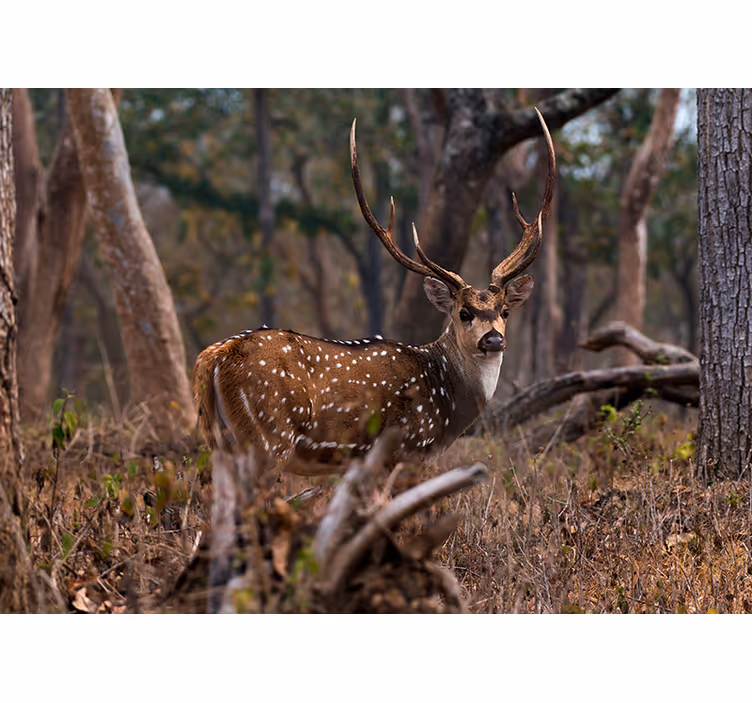 Fototapete tiere elegante gefleckte rehe - TenStickers
