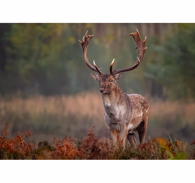 Fototapete tiere majestätische hirschpräsenz - TenStickers
