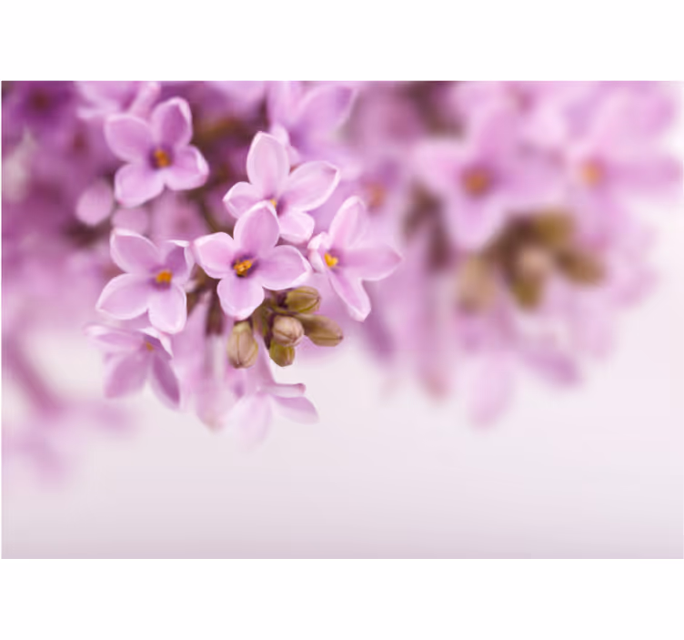 Fototapete blumen zarte fliederblüten - TenStickers