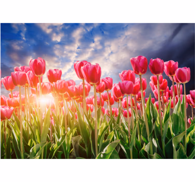 Fototapete blumen strahlendes tulpenfeld - TenStickers