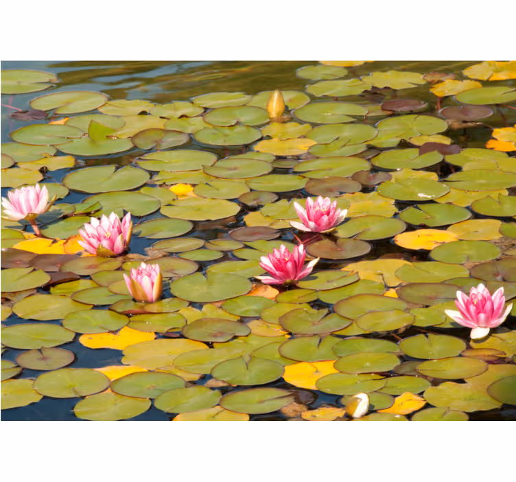 Fototapete blumen wasserlilienblüten - TenStickers