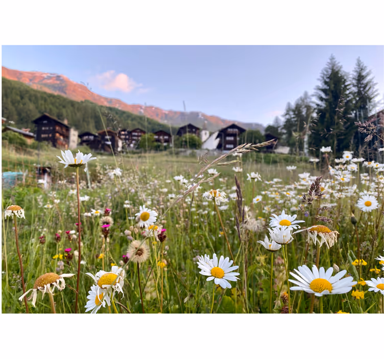Fototapete blumen blick auf eine blühende wiese - TenStickers