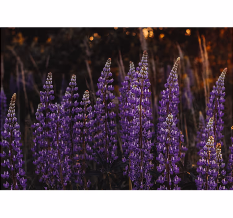 Fototapete blumen lila blumenfelder - TenStickers
