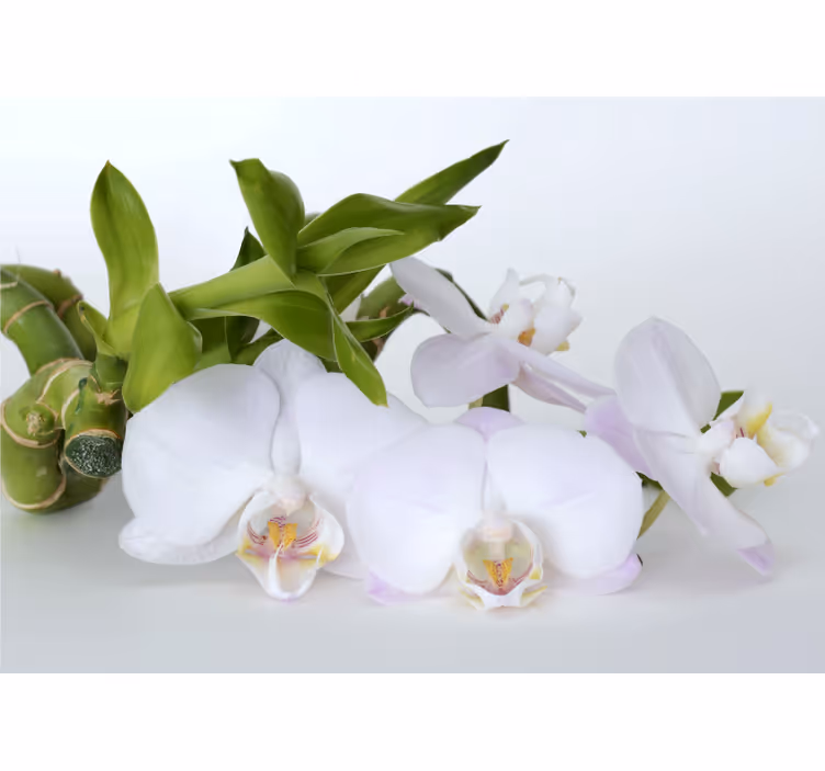Fototapete orchidee elegante orchideenarrangements - TenStickers