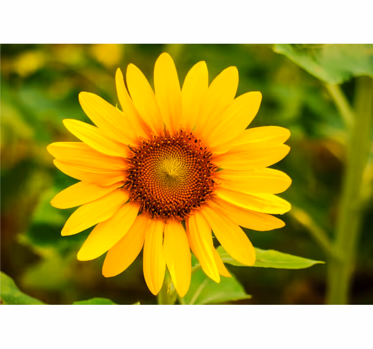 Fototapete Blumen leuchtende sonnenblumenblüte - TenStickers