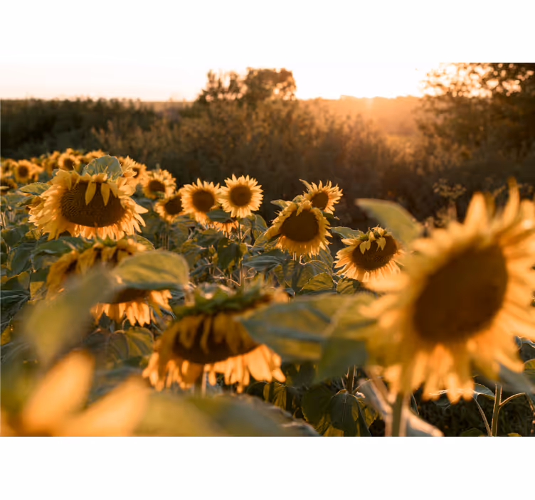 Fototapete blumen sonnenblumenfeld ruhe - TenStickers