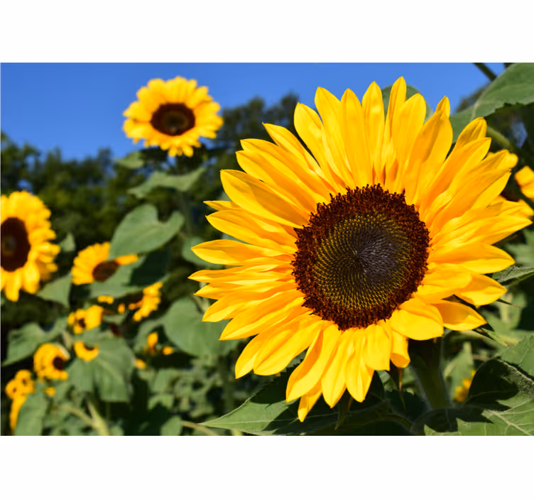 Fototapete blumen sonnenblumen schönheit - TenStickers