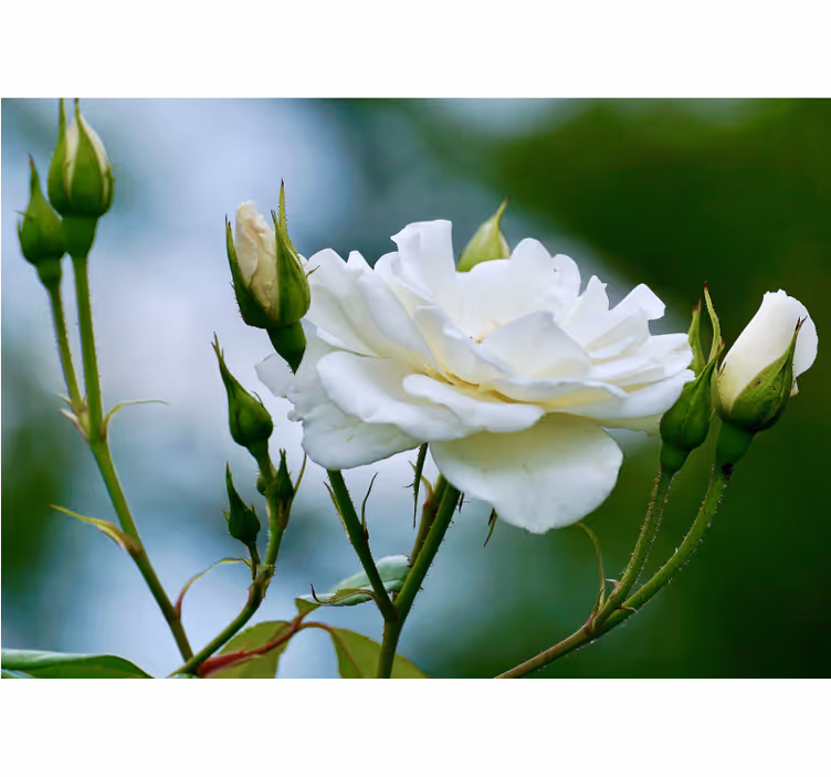 Fototapete blumen elegante weiße rose - TenStickers