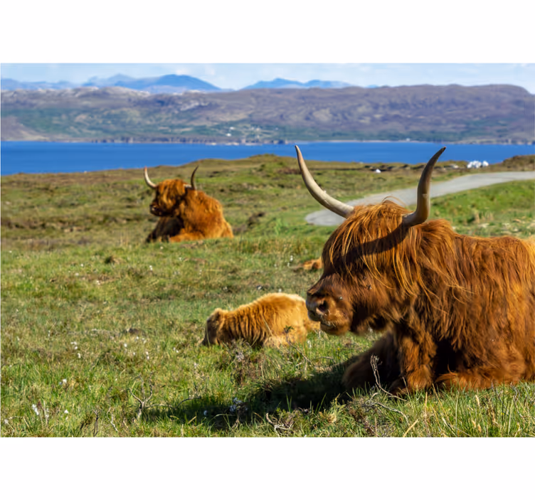 Fototapete natur mit grasenden highland-rindern - TenStickers