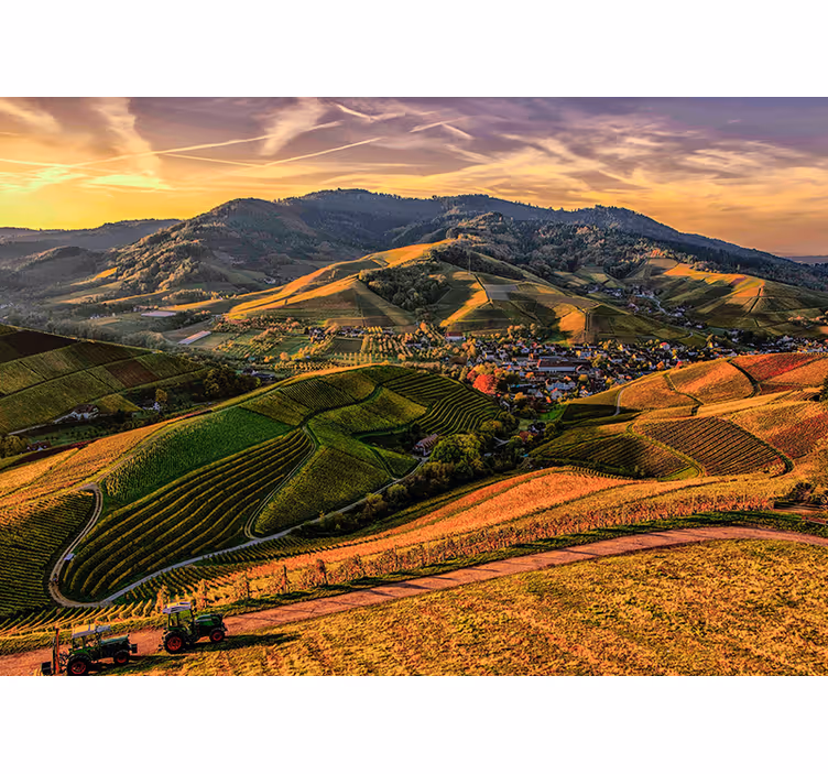 Fototapete Landschaften üppiger blick auf die weinberge - TenStickers