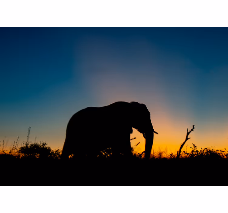 Fototapete tiere elefanten-silhouette sonnenuntergang - TenStickers