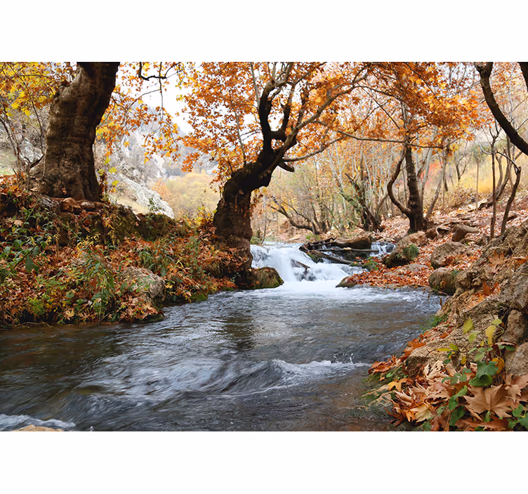 Fototapete natur waldfluss ruhe - TenStickers