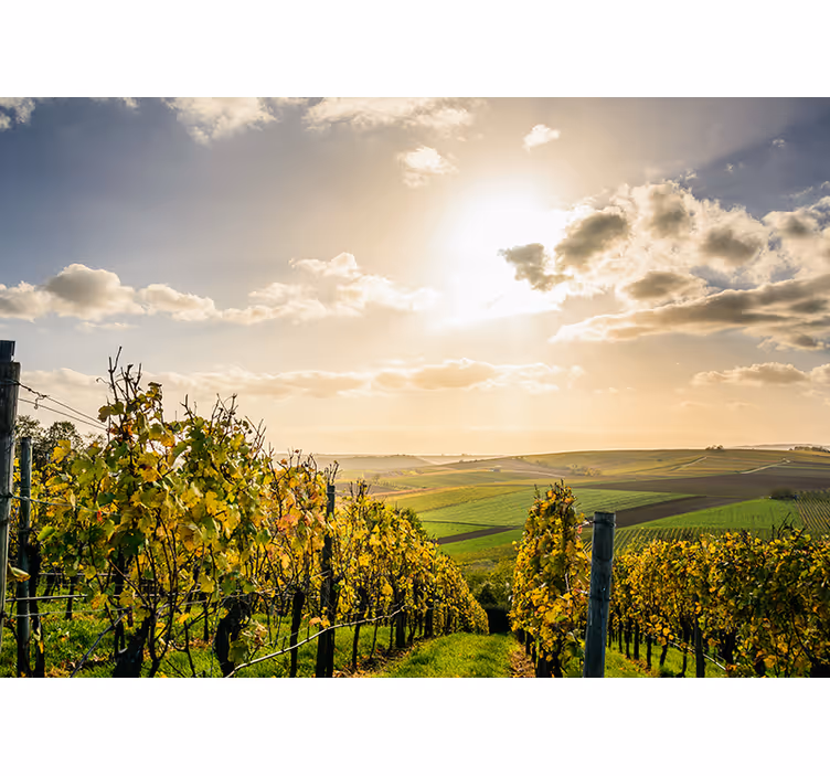 Fototapete landschaften weinberg sonnenuntergang - TenStickers