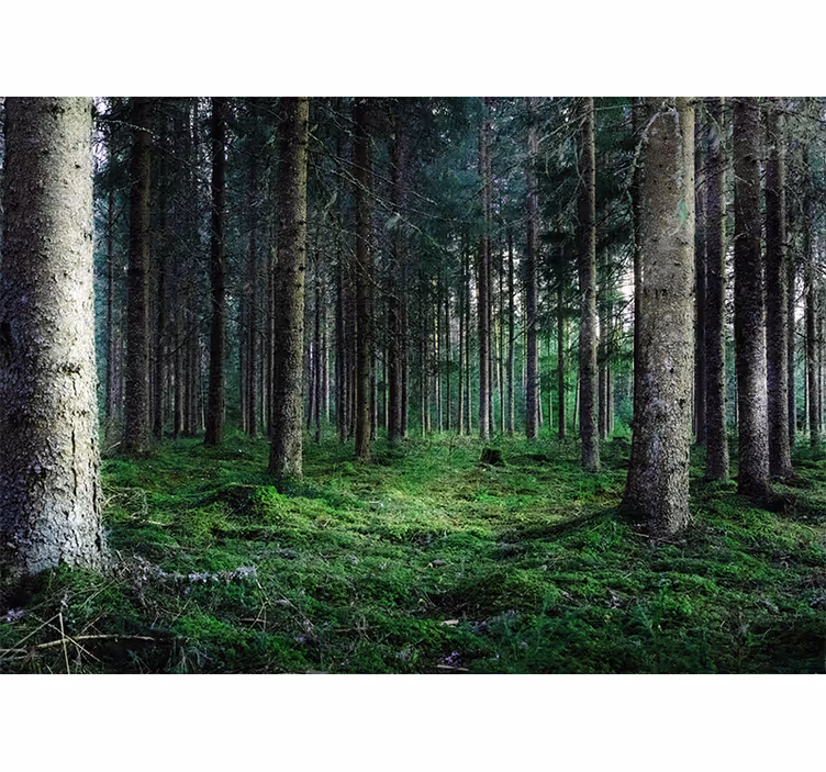 Fototapete natur Üppiger waldweg - TenStickers