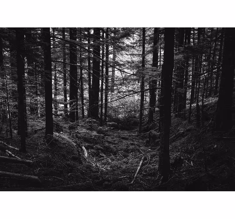 Fototapete wald dunkle waldszene - TenStickers