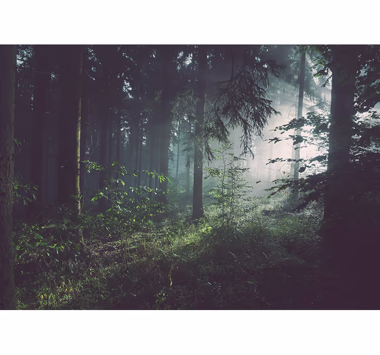 Fototapete natur grünes waldlandschaft - TenStickers
