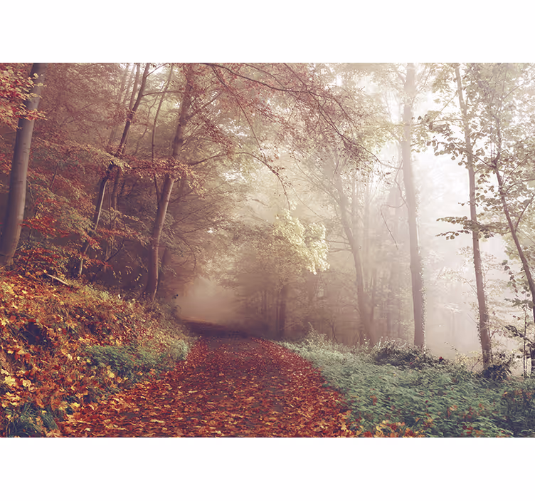Fototapete wald herbstwanderweg landschaft - TenStickers