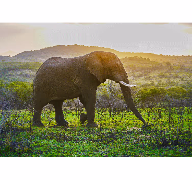 Fototapete tiere majestätische elefanten-szene - TenStickers