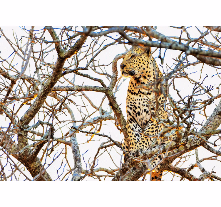 Fototapeten Tiere leopard zwischen zweigen - TenStickers