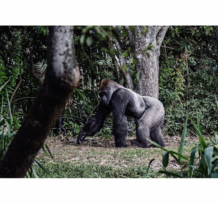 Fototapete tiere majestätischer gorilla spaziergang - TenStickers