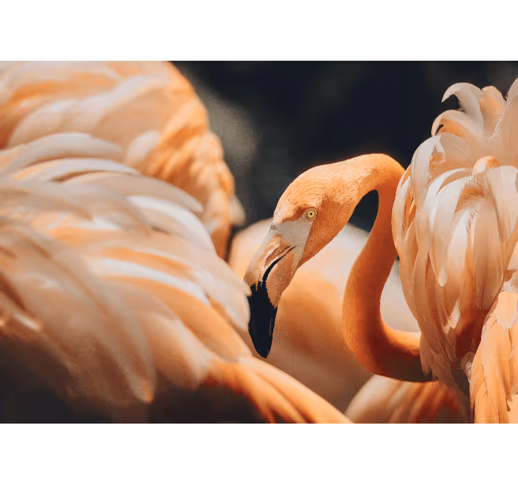 Fototapeten tiere elegante flamingo szene - TenStickers