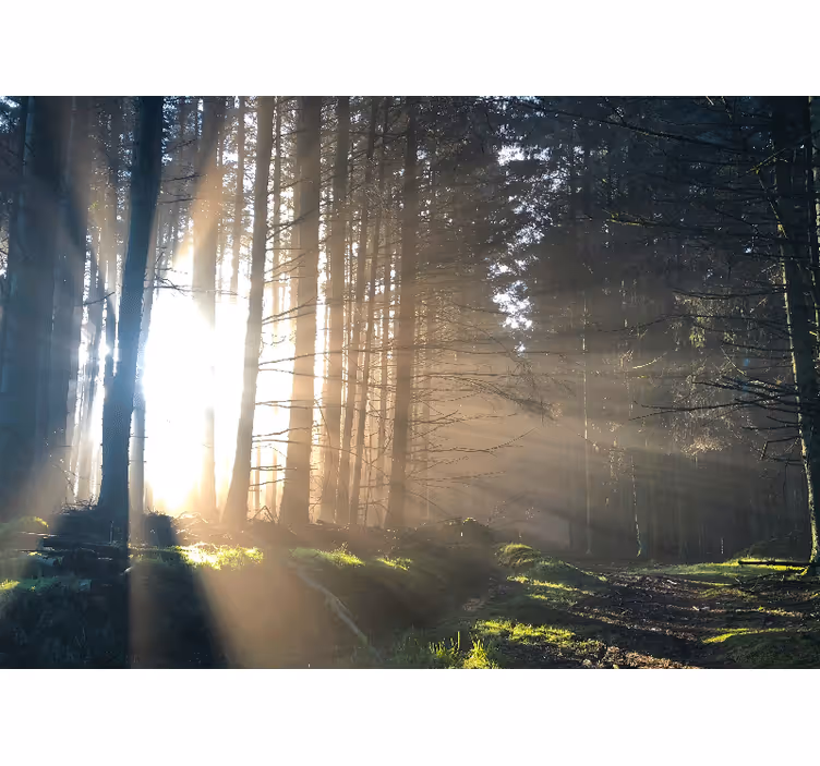 Fototapete wald mit beleuchtetem waldweg - TenStickers