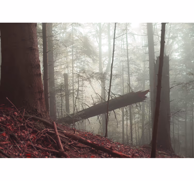 Fototapete wald nebelwaldansicht - TenStickers