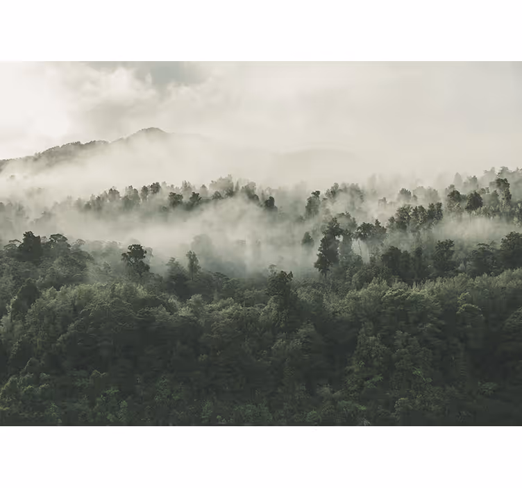 Fototapete mit Nebel über dem Wald - TenStickers