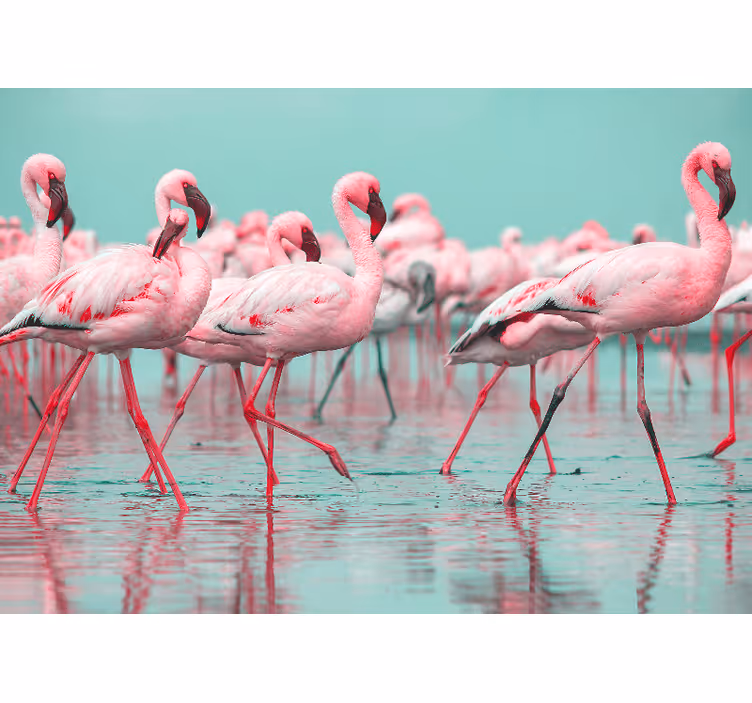 Fototapete tiere flamingo herde spaziergang - TenStickers