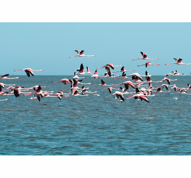 Fototapete tiere flamingos über wasser - TenStickers