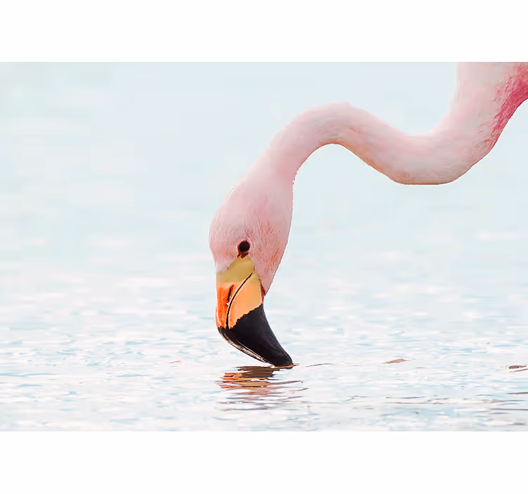 Fototapeten tiere flamingo wasserreflexion - TenStickers
