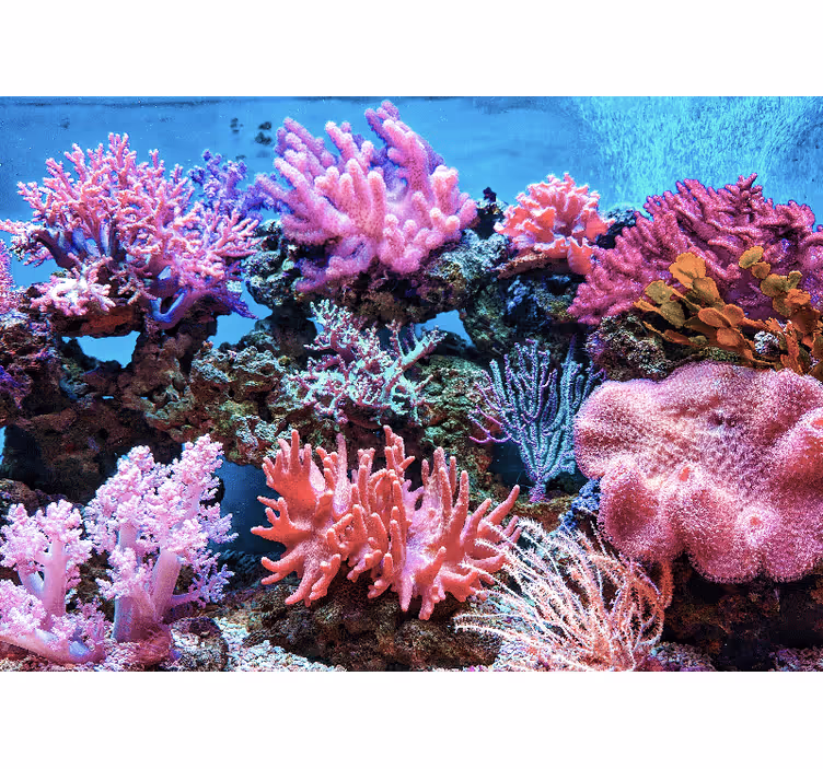 Fototapete Meer aquatische korallenszene - TenStickers