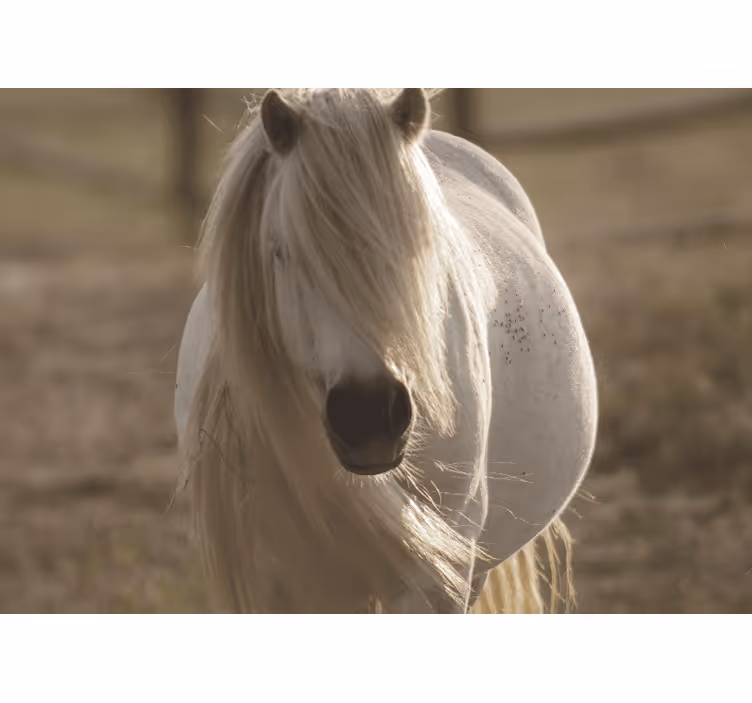 Fototapeten tiere regal weißes pferd - TenStickers