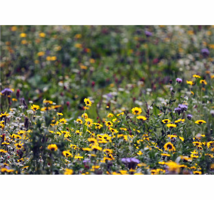 Fototapete blumen sonnige wiesenblüten - TenStickers