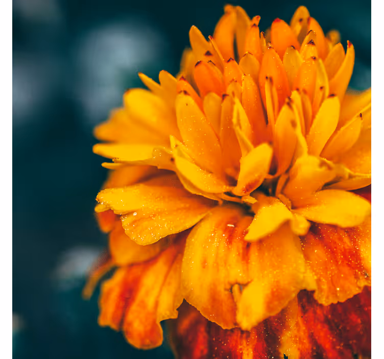 Fototapete blumen nahaufnahme orange blüte - TenStickers