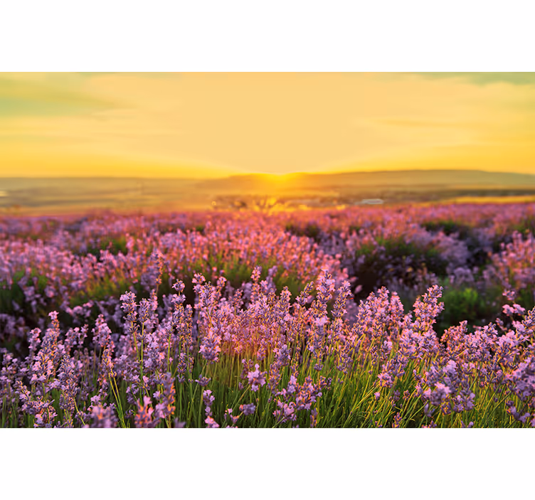 Fototapete blumen lavendelwiese dämmerung - TenStickers