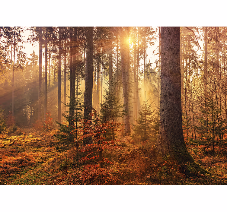 Fototapete Wald sonnenbeschienenes waldglühen - TenStickers