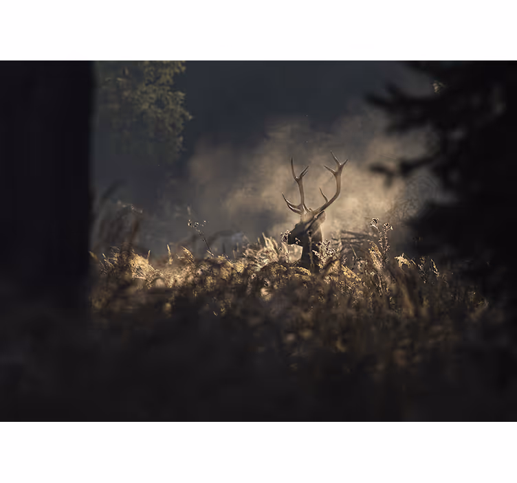 Fototapete tiere regal elch umriss - TenStickers