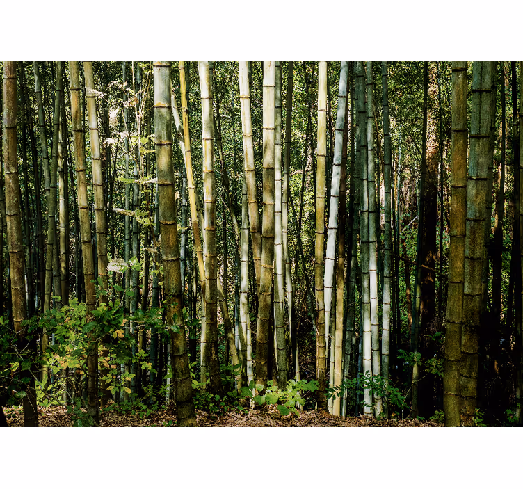 Fototapete bambus bambuswald landschaft - TenStickers